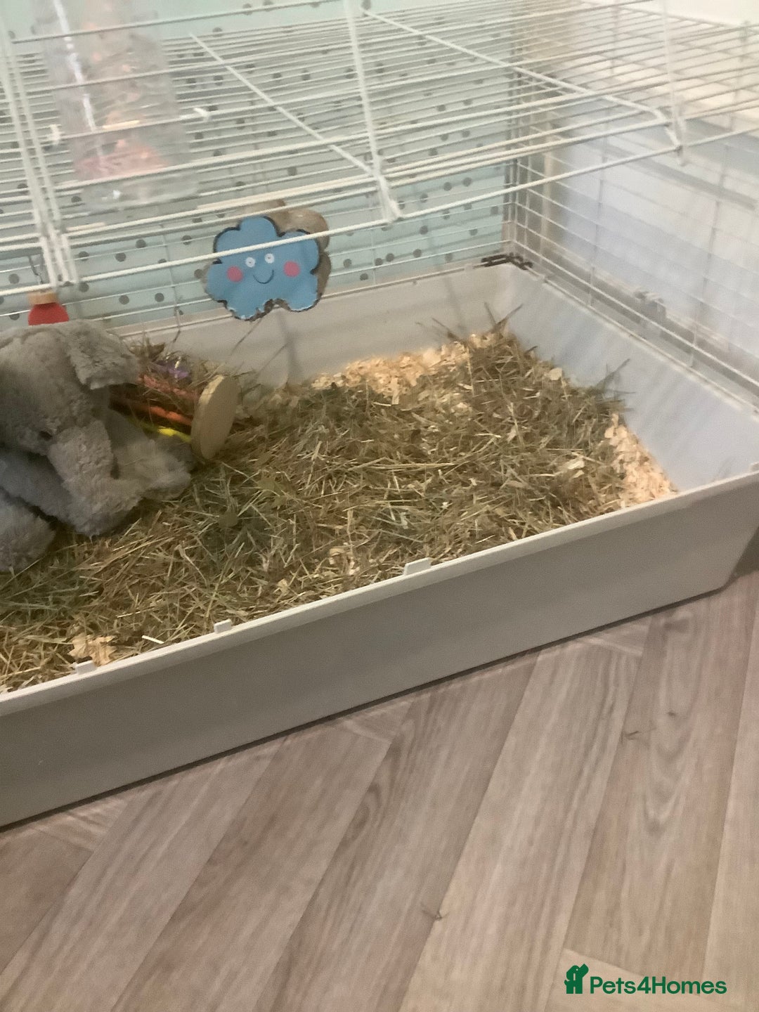 Guinea Pig rodents for sale: One female Guinea pig for sale - Image 8
