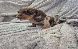Miniature Dachshund dogs for sale: Kc dachshund babies ready next week - Image 10
