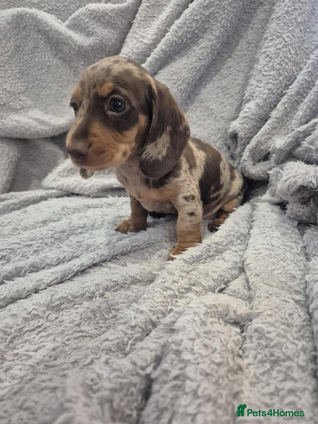 Miniature Dachshund dogs for sale: Kc dachshund babies ready next week - Image 10
