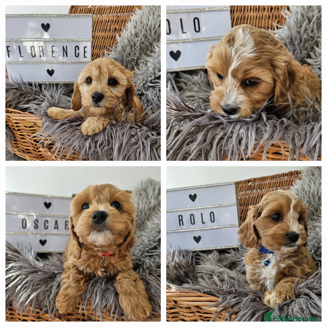 Toy Poodle dogs for stud:  stud toy poodle, KC reg and DNA tested and clear in Gloucester - Advert 21