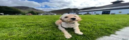 Cockapoo dogs for sale: Beautiful & fun 3 year old Cockapoo ‘Teddy’ - Advert 10