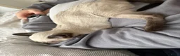 Siamese cats for sale: Poe is looking for her forever home  - Advert 7