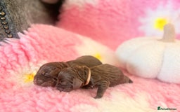 Cocker Spaniel dogs for sale: Stunning litter of show cocker spaniels  - Image 23