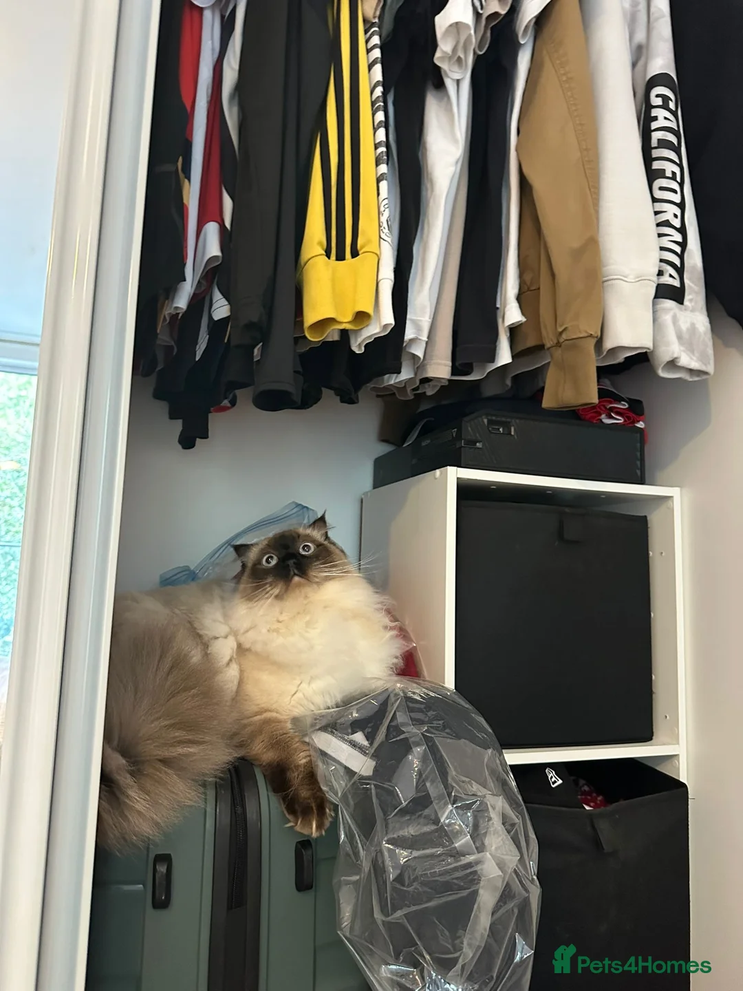 Ragdoll cats for sale: 🐾 Beautiful Ragdoll Kittens Available🐾 - Advert 8