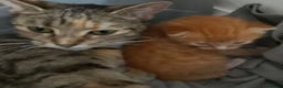 Bengal cats for sale: Beautiful kittens  - Advert 1