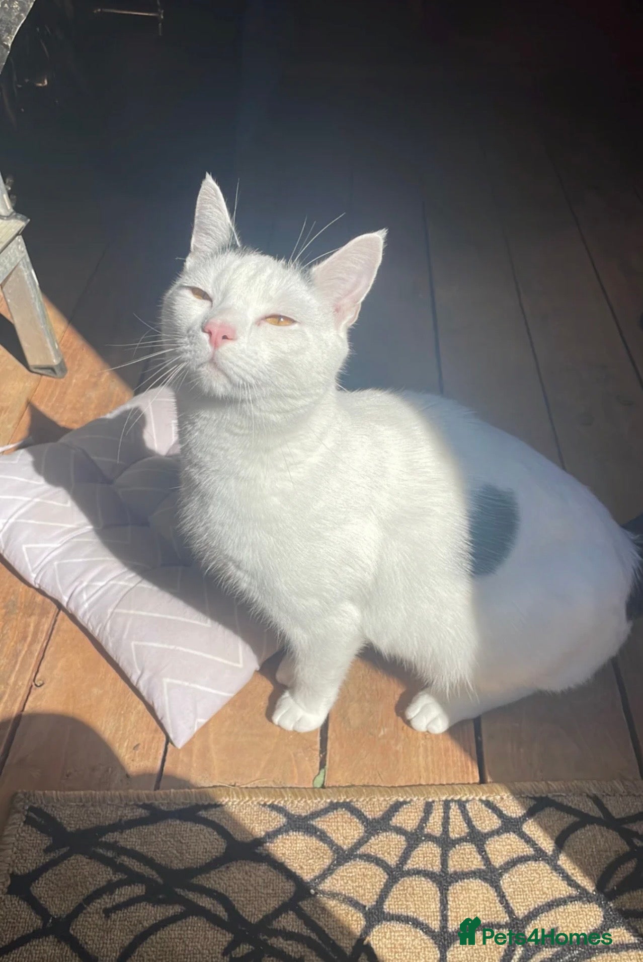 Mixed Breed cats Cat for a loving home - Advert 1