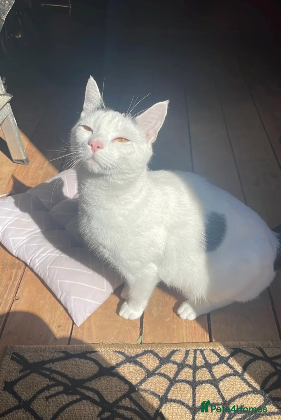 Mixed Breed cats for sale: Cat for a loving home - Advert 1