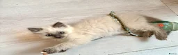 Ragdoll cats for sale: Beautiful baby girl - Advert 6