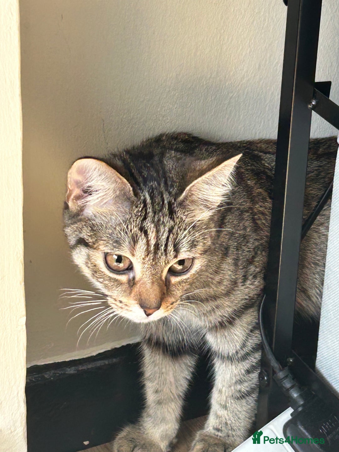 Domestic Shorthair cats for sale: Lovely Domestic short hair cats - Image 4