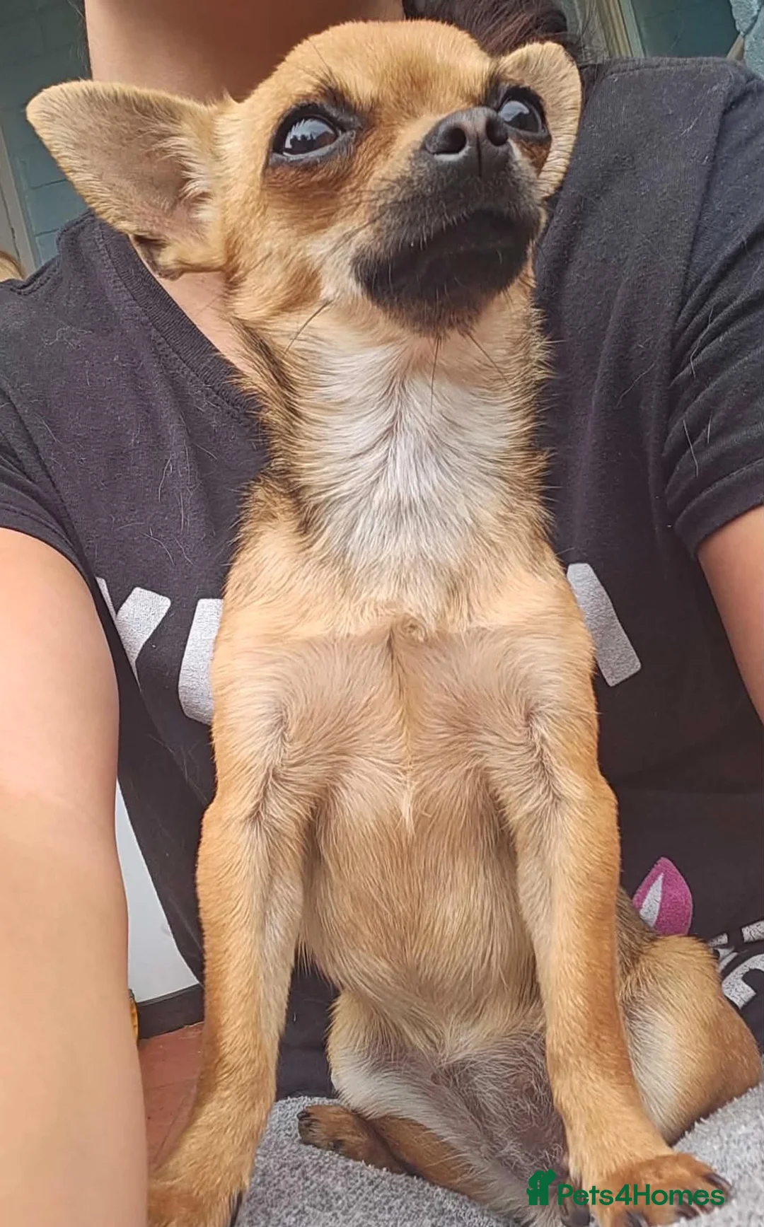 Chihuahua dogs for sale: ‘Maggie’ 2 year old female chihuahua in Whitchurch - Advert 2