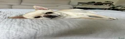 Chihuahua dogs for stud: Chihuahua Stud KC Registered  - Advert 5