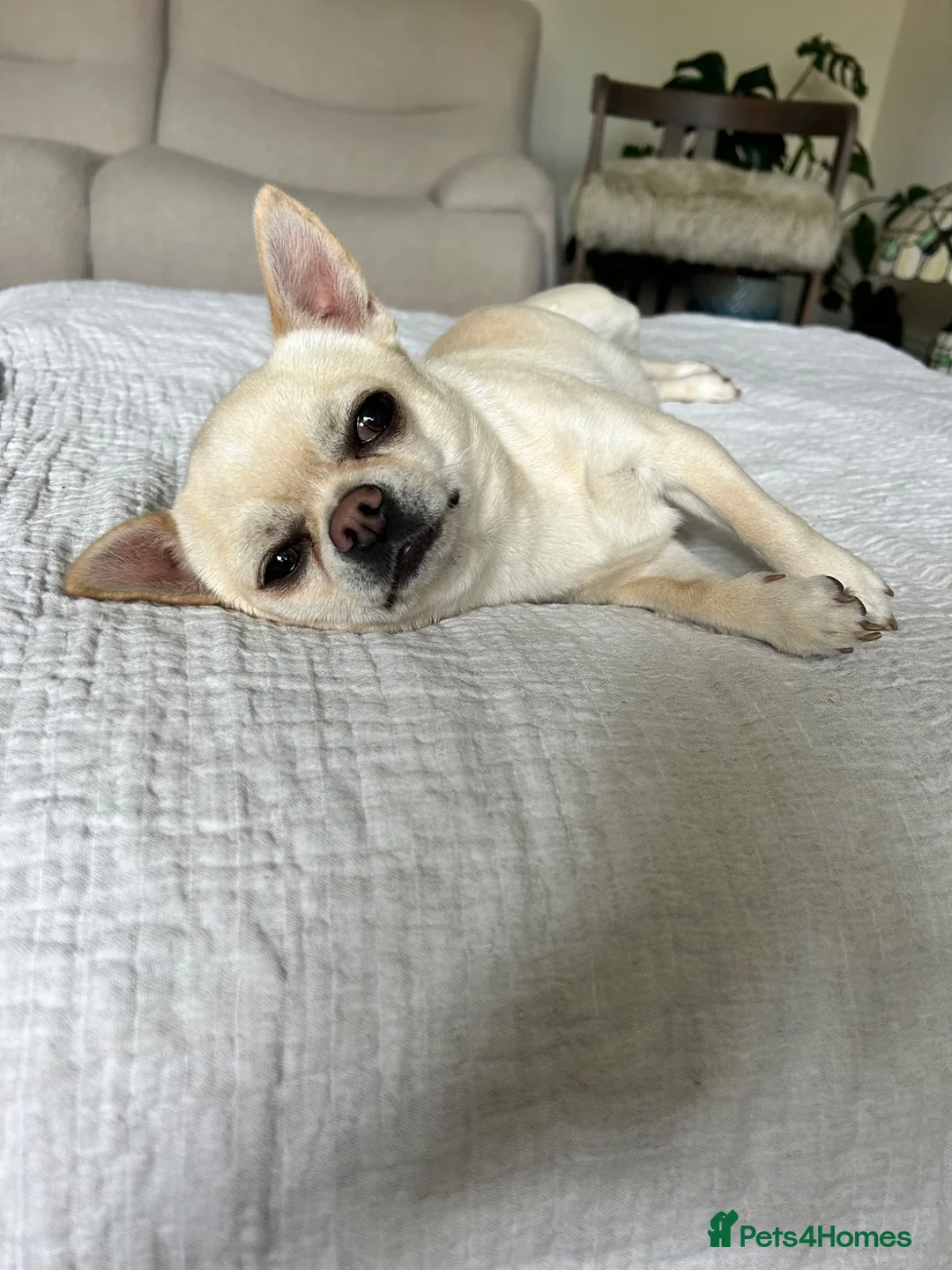 Chihuahua dogs for stud: Chihuahua Stud KC Registered  - Advert 5