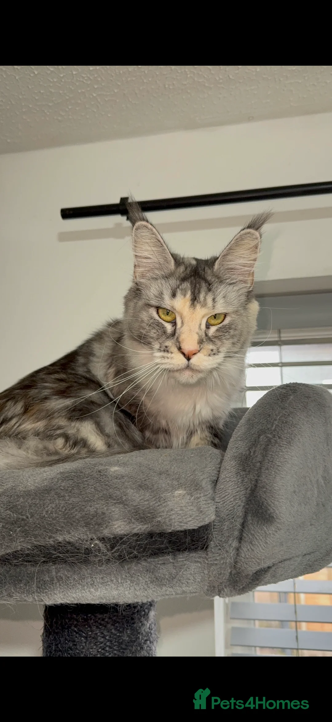 Maine Coon cats for sale: Tica active silver tortie Maine coon queen! - Advert 3