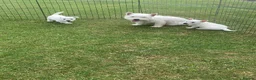 West Highland Terrier dogs for sale: 2 Westie Boys  - Advert 16