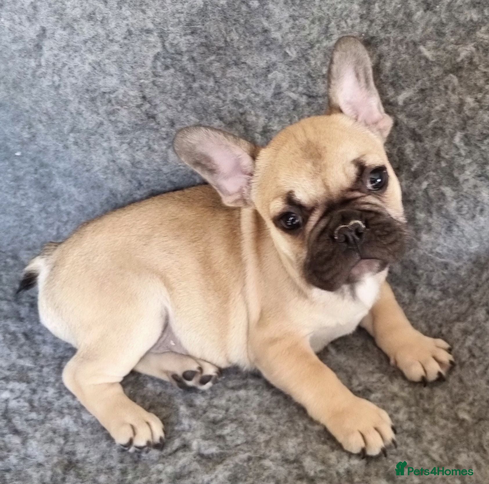 French Bulldog dogs Classic Fawn French bulldog - Advert 7