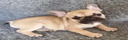 French Bulldog dogs for sale: Classic Fawn French bulldog - Advert 1