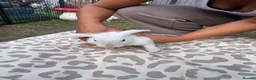 Mini Lop rabbits for sale: Mini lop in Halifax - Advert 7