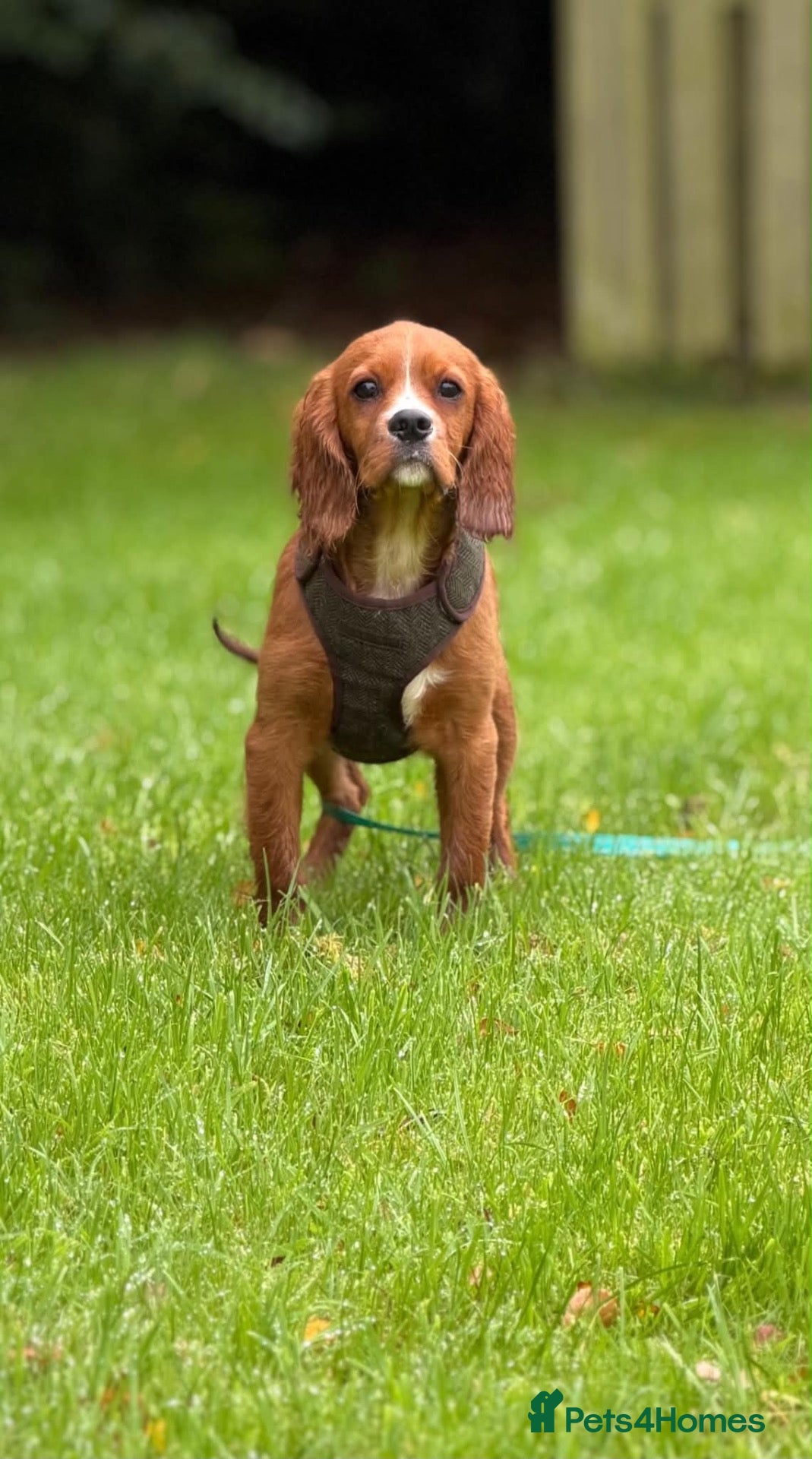 Cavalier King Charles Spaniel dogs DNA CAVALIER PUPPIES - Advert 2