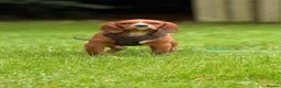 Cavalier King Charles Spaniel dogs for sale: DNA CAVALIER PUPPIES - Advert 2