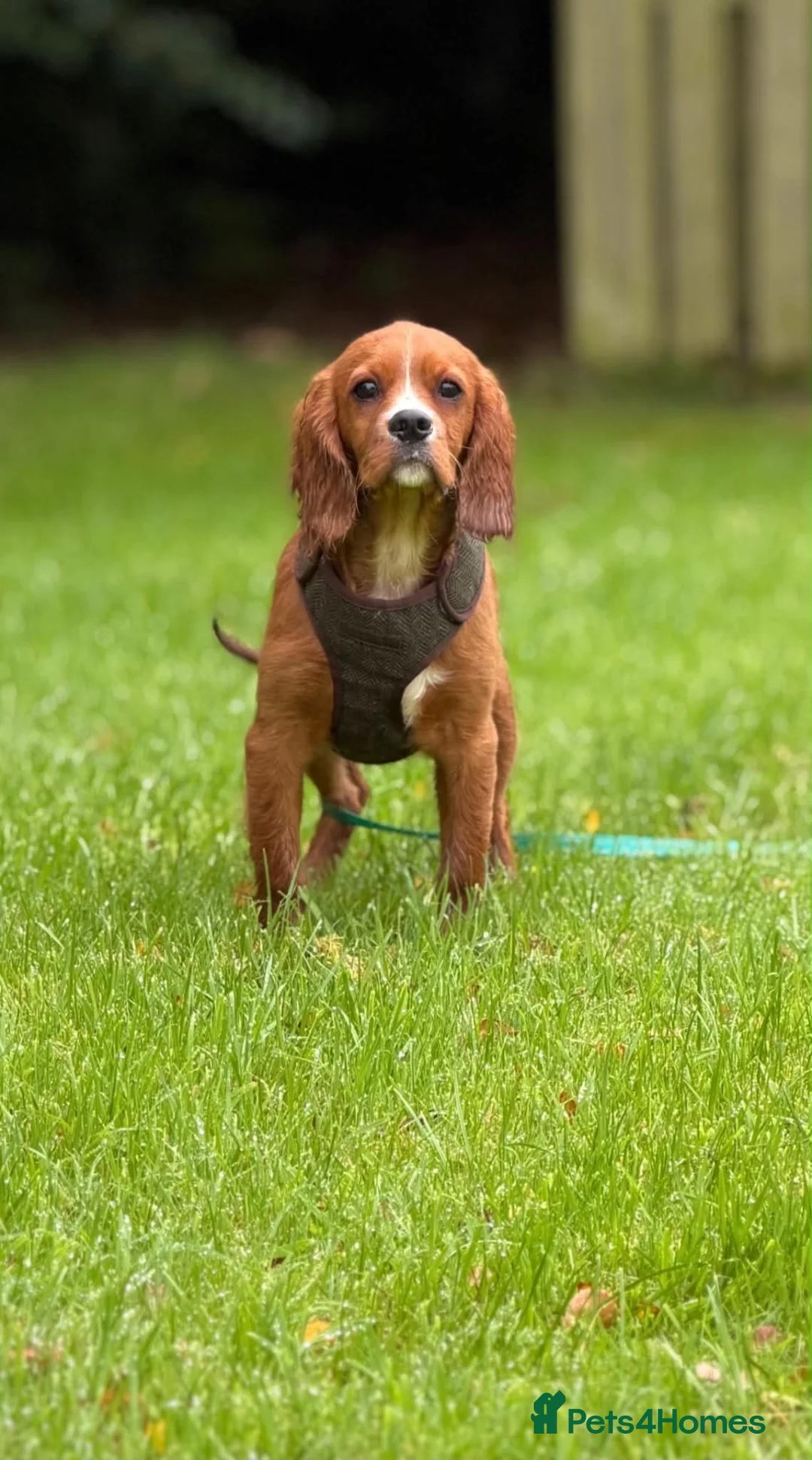 Cavalier King Charles Spaniel dogs for sale: DNA CAVALIER PUPPIES - Advert 2