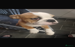 English Bulldog dogs for sale: English bulldogs  - Image 4