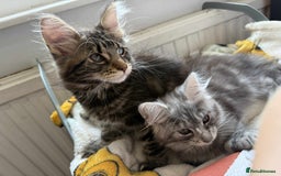 Maine Coon cats for sale: Maine coon - Image 16