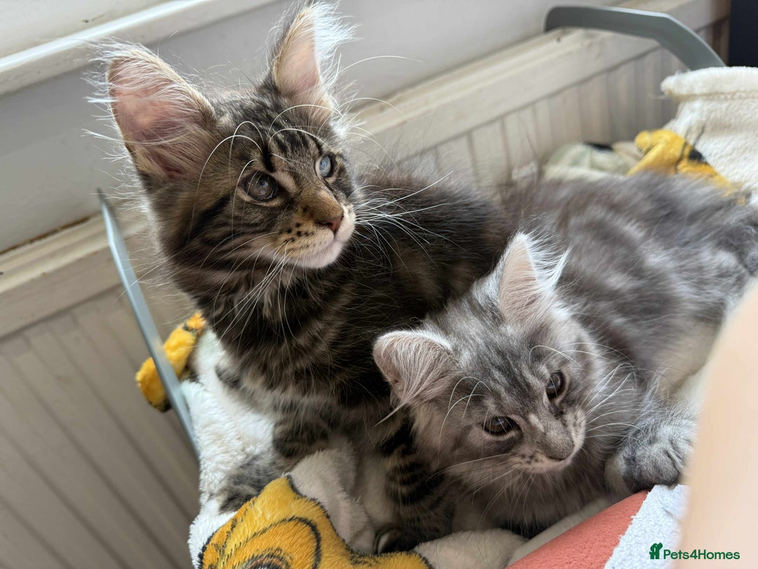 Maine Coon cats for sale: Maine coon - Image 16
