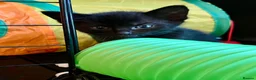 Bombay cats for sale: Bombay Kittens – 3 Boys & 3 Girls Available  - Advert 1