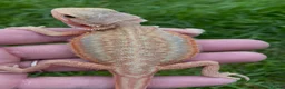 Bearded Dragon reptiles for sale: Bearded Dragon 5* Licensed Breeder Red Orange Blue in Castle Cary - Advert 8