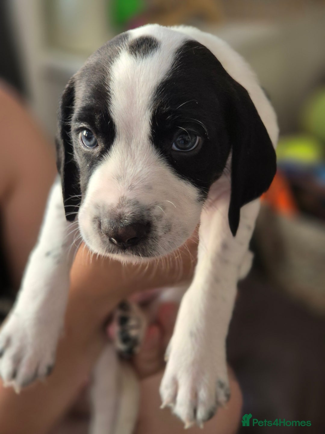 Staffordshire Bull Terrier dogs for sale: Staffie x Cockapoo puppies - Image 6