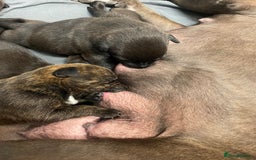 Mixed Breed dogs for sale: Staffy X Rottweiler puppies for sale - Image 13