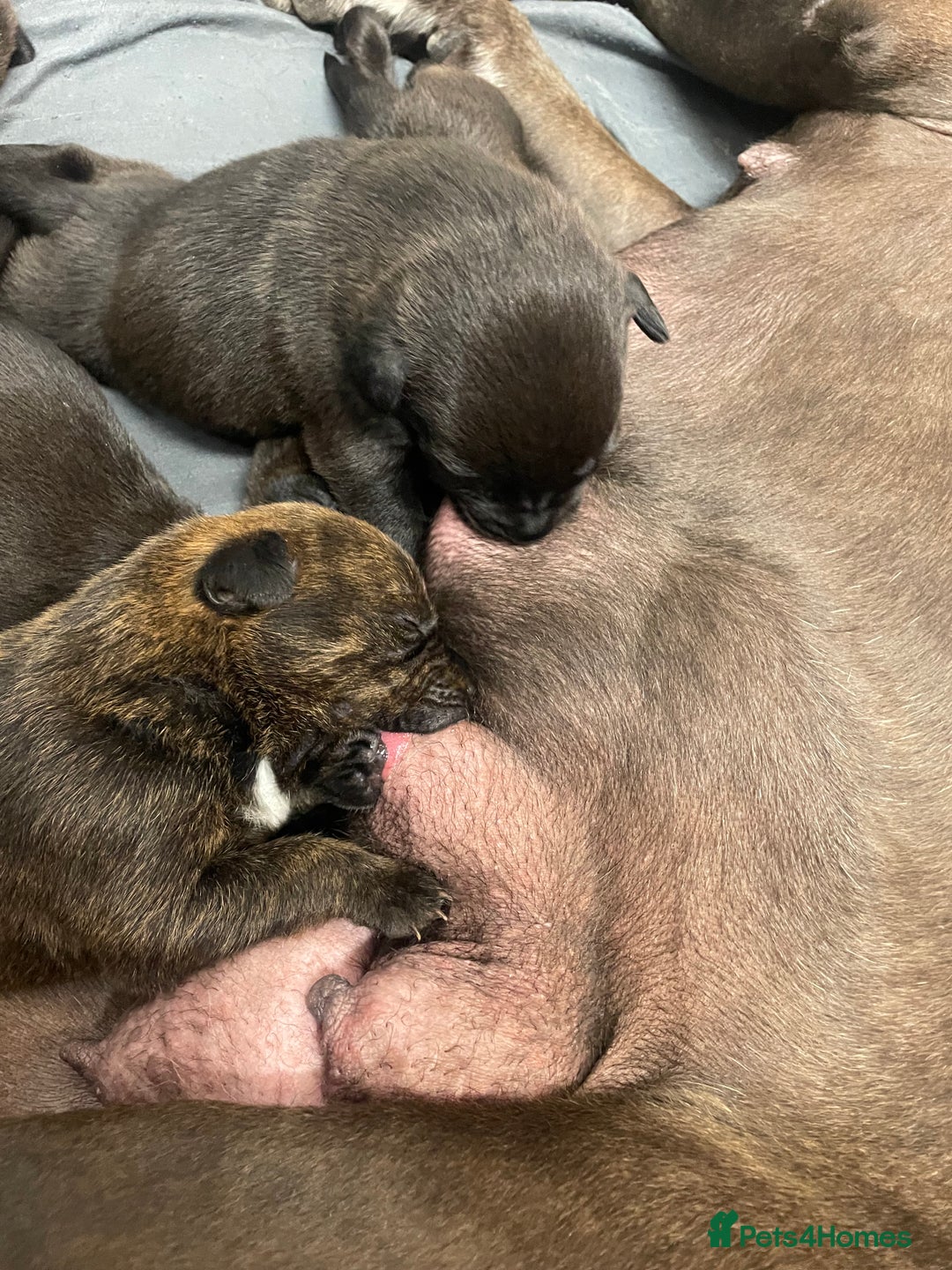 Mixed Breed dogs for sale: Staffy X Rottweiler puppies for sale - Image 13