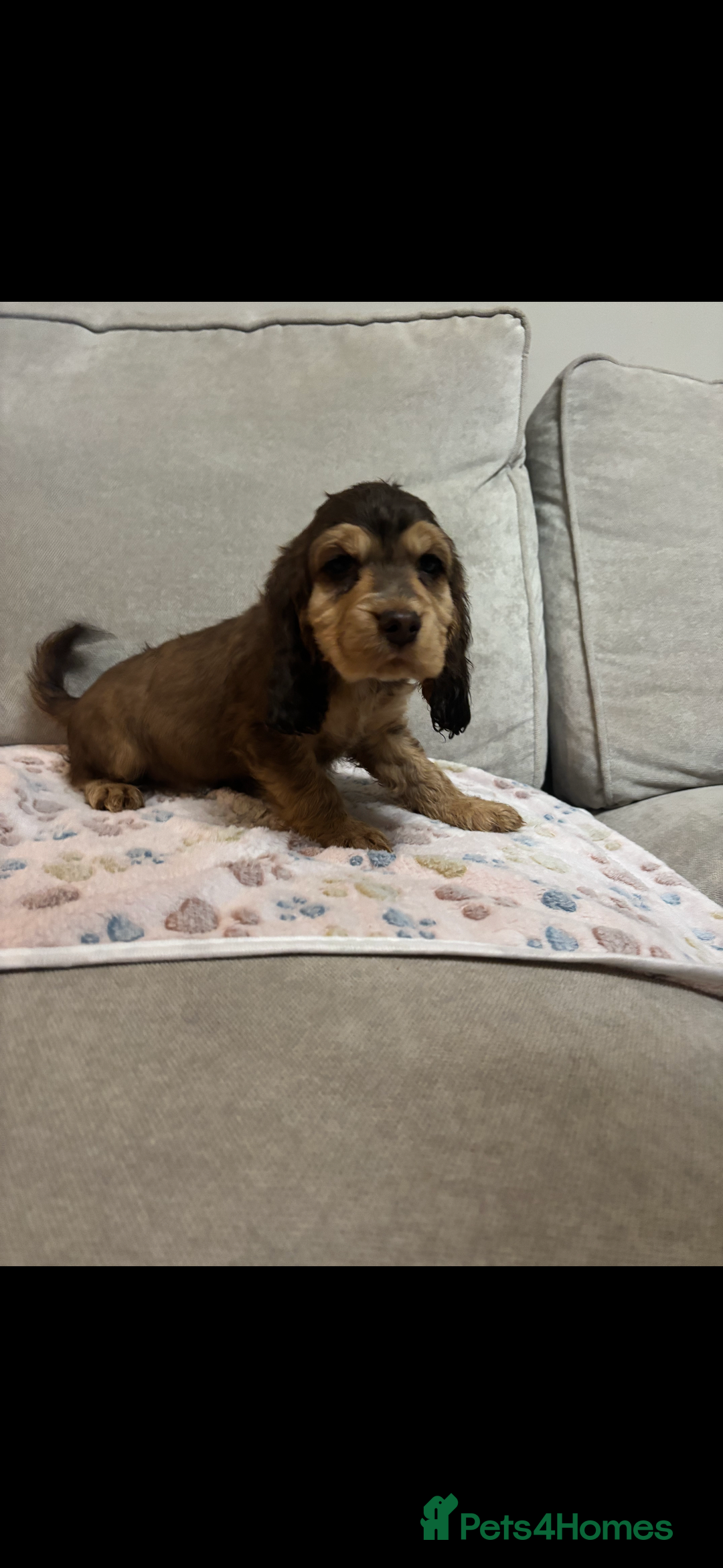 Cocker Spaniel dogs for sale: ✨ Gorgeous Litter of 6 Show Cocker Spaniels✨ - Advert 7