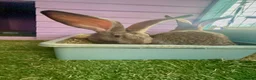 Continental Giant rabbits for sale: 5 giant continental bucks  - Advert 18