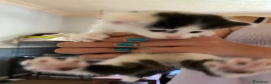 Mixed Breed 3