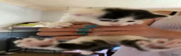 Mixed Breed cats for sale: Bombay x Siamese - Advert 4