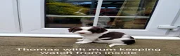 English Springer Spaniel dogs for sale: English Springer Spaniel Pups in Durham - Advert 13