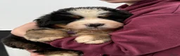 Bernese Mountain Dog dogs for sale: Bernese Mountain Dog Puppies  - Advert 3