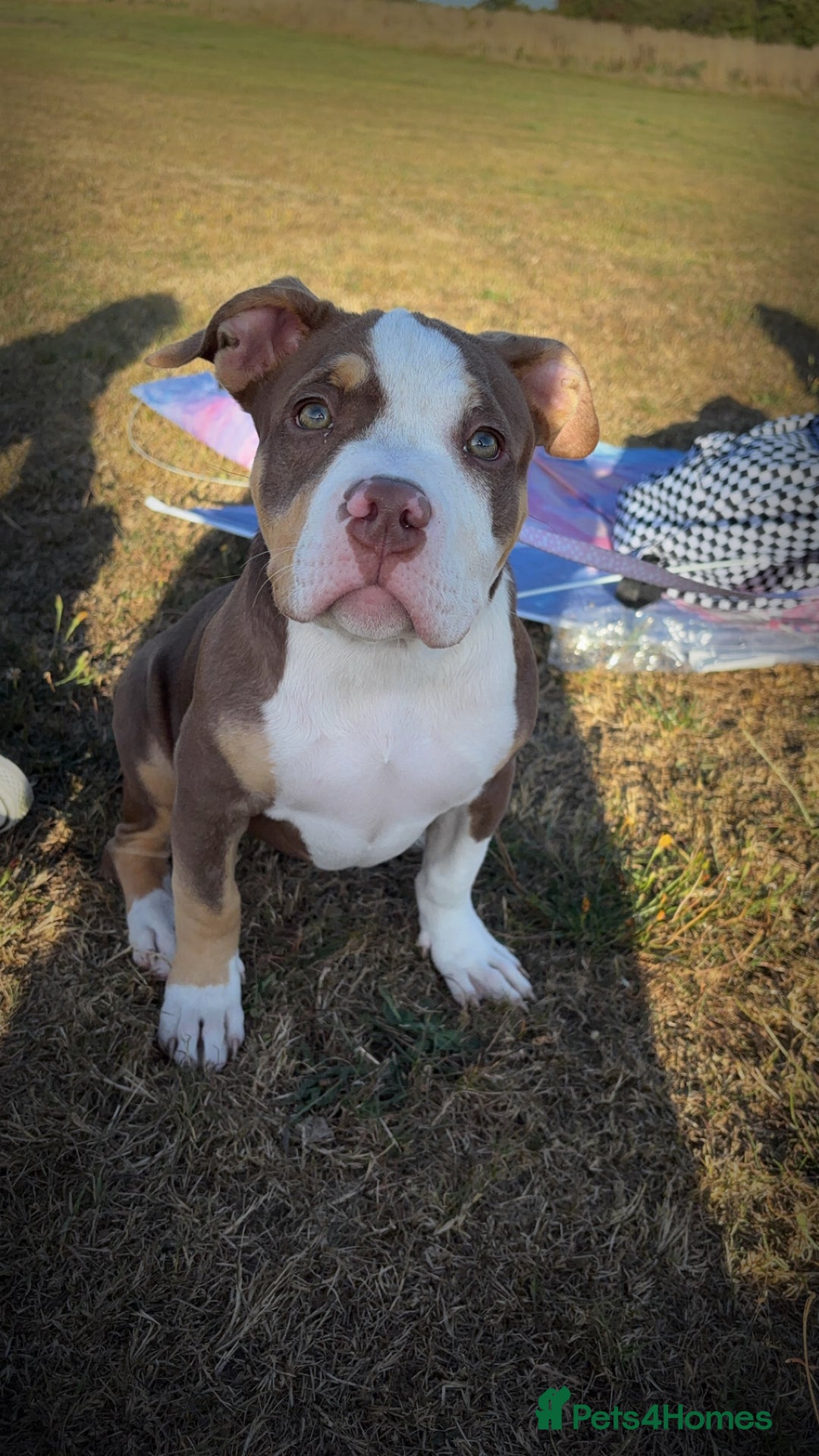 Mixed Breed dogs for sale: Bonnie (Staffy + pocket bully)  - Advert 10