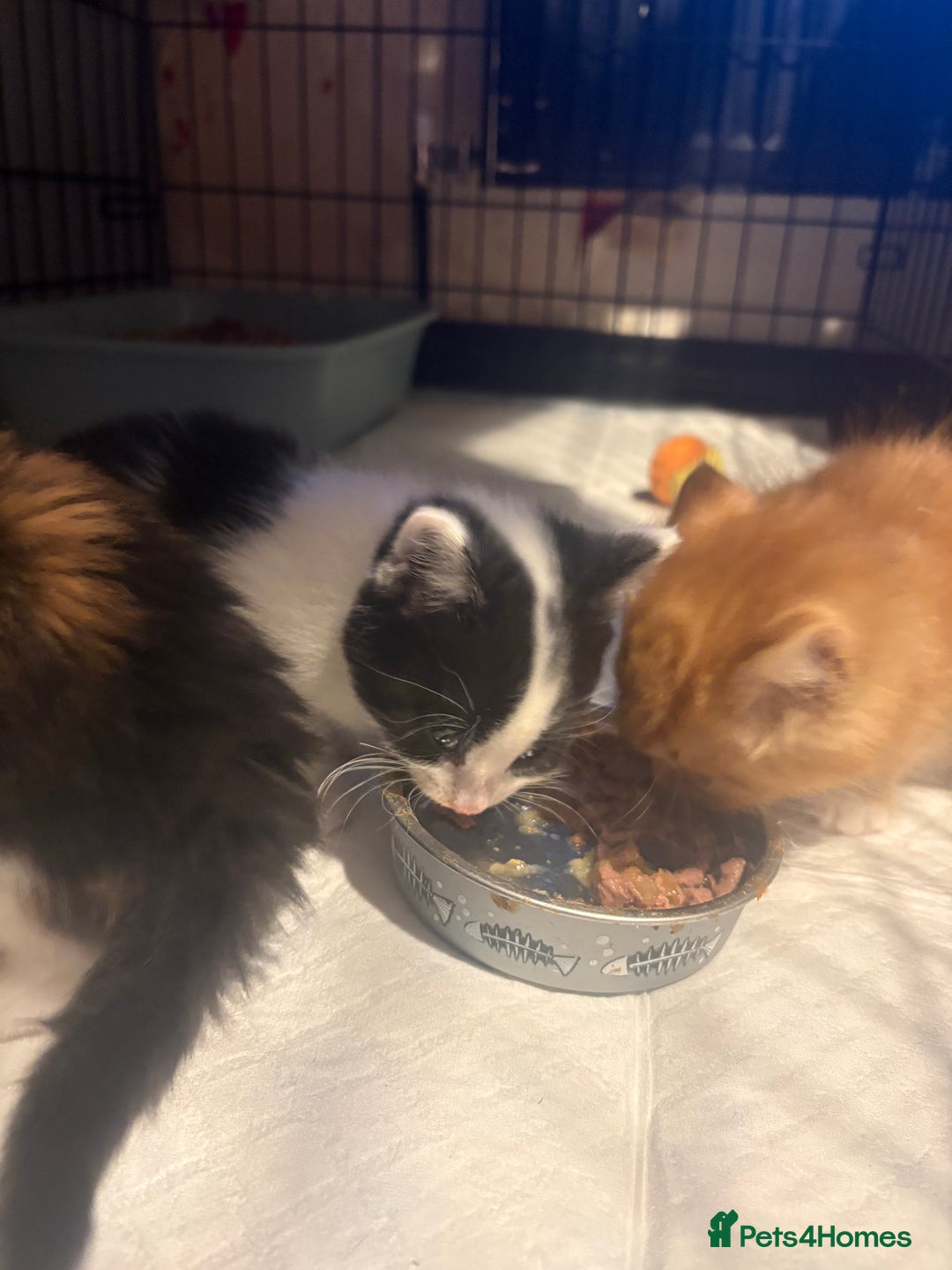 Mixed Breed cats for sale: Beautiful black and white female  - Advert 3