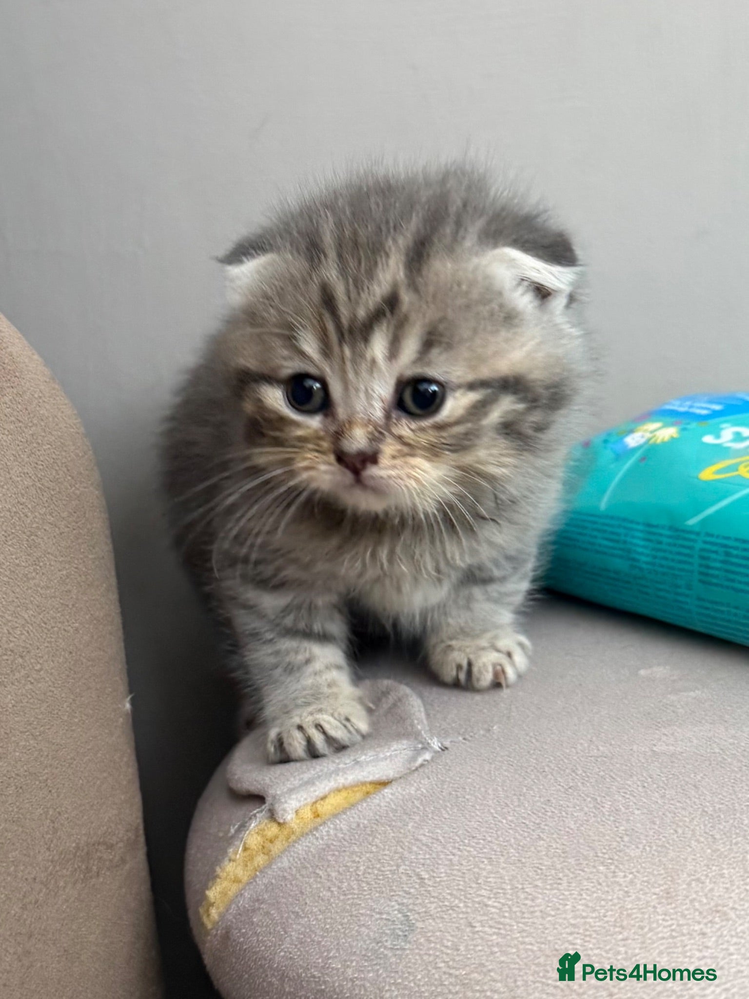 Scottish Fold cats Scottish fold kittens-Both parents TICA registered - Advert 9