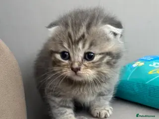Scottish Fold cats Scottish fold kittens-Both parents TICA registered - Advert 9