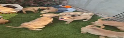 Goldador dogs for sale: Gorgeous F1 Goldador puppies from excellent lines - Advert 4