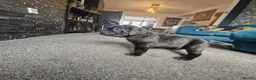 Cane Corso dogs for sale: 💜 IMPRESSIVE FULL PEDIGREE CANE CORSO LITTER 💜 - Advert 15