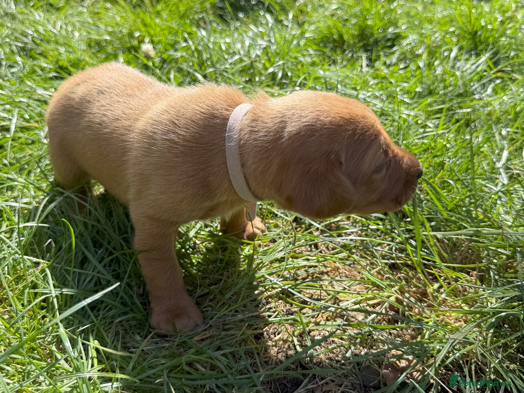 Labrador Retriever dogs for sale: Fox Red Puppies for Sale - Image 10
