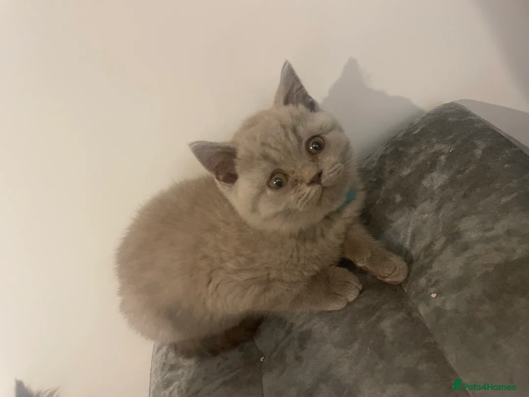 British Shorthair cats for sale: British short hair Pedigree registered  - Advert 11