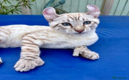 Keetso cats for sale: Breath taking polydactyl curled eared girl  - Image 22