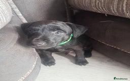Patterdale Terrier dogs for sale: Patterdale pups - Image 8