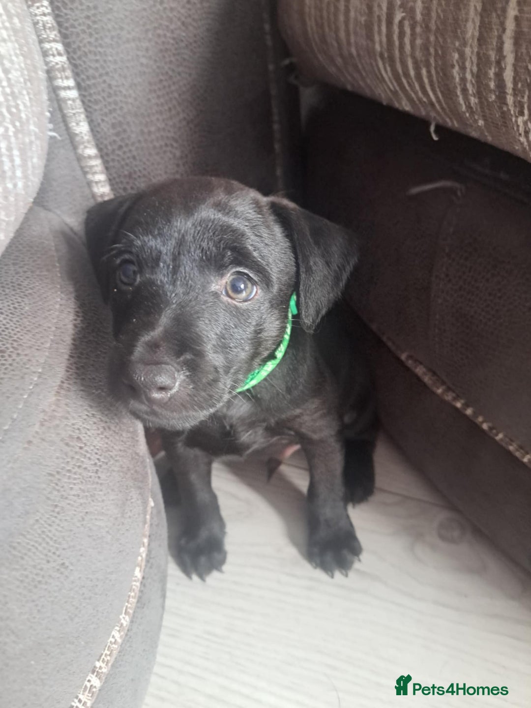 Patterdale Terrier dogs for sale: Patterdale pups - Image 8