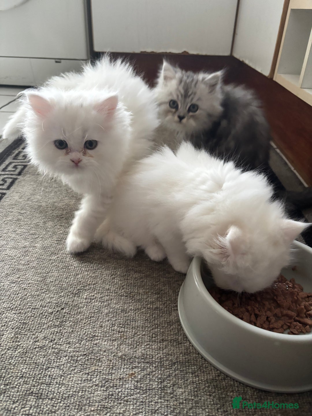 Persian cats for sale: Persian kittens for sale - Image 18